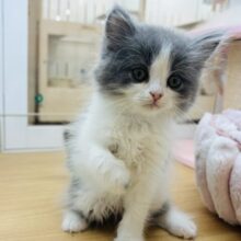 永遠に甘えさせてっ♡♡ラガマフィンくん！