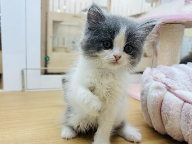 永遠に甘えさせてっ♡♡ラガマフィンくん！