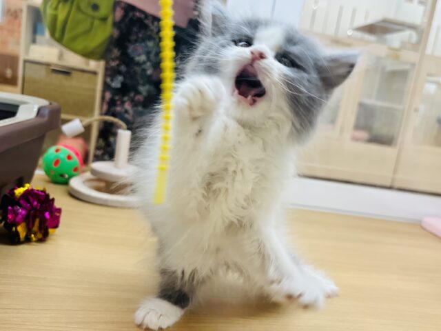 ラガマフィン