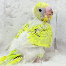 ふんわり柔らか🫧セキセイインコ(スパングル) ヒナ