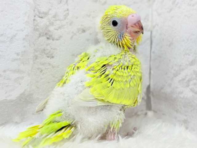 ふんわり柔らか🫧セキセイインコ(スパングル) ヒナ