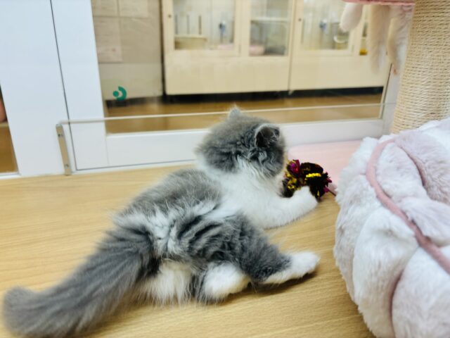 ラガマフィン