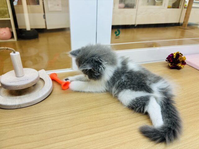 ラガマフィン