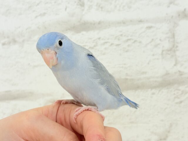 マメルリハ