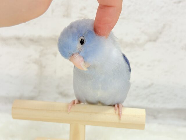 マメルリハ