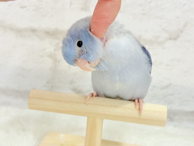 マメルリハ