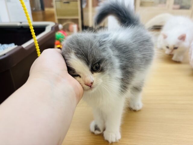 ラガマフィン
