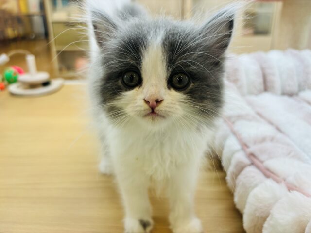 ラガマフィン