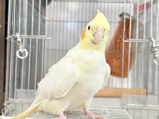 オカメインコ