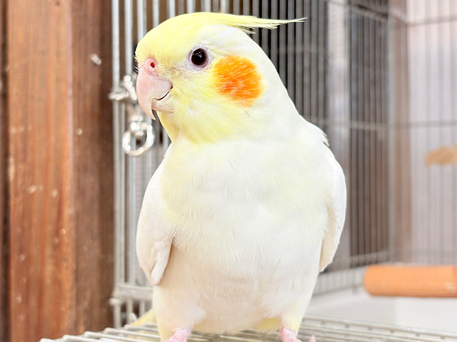 少しずつデレデレに…♥オカメインコ(ルチノー)