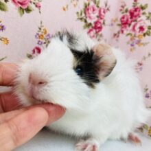 色合い素敵❤︎かわいさ無敵٩´꒳`۶°˖ アビシニアンモルモットさん､女のコ🌟♀