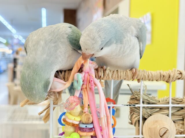 オキナインコ