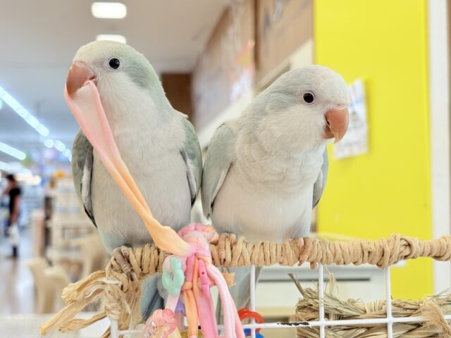 オキナインコ