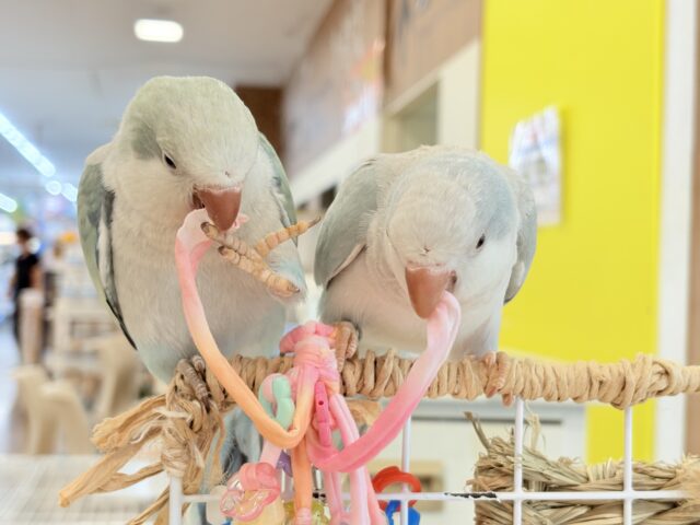 オキナインコ