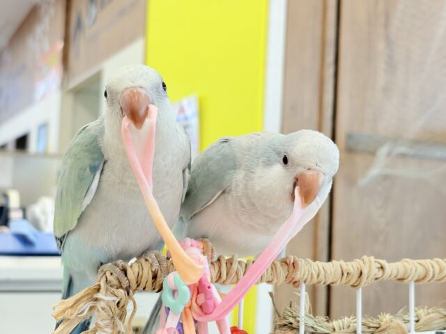 オキナインコ