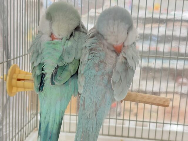オキナインコ
