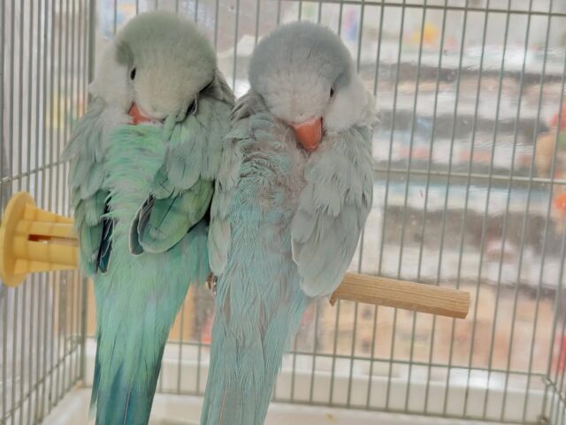 オキナインコ