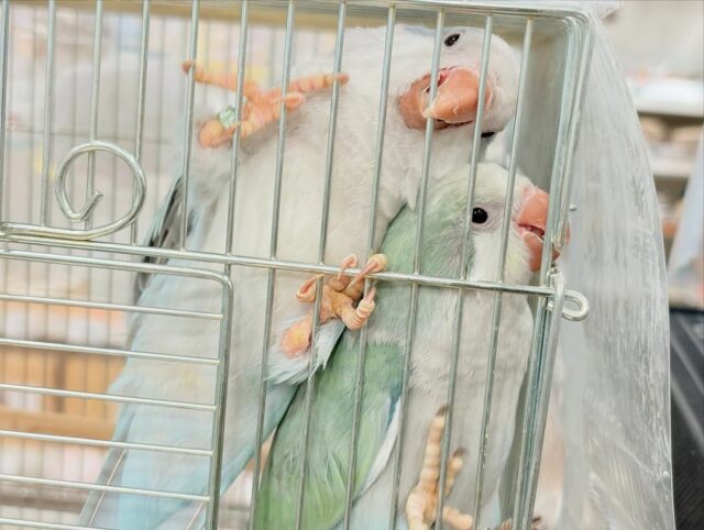オキナインコ
