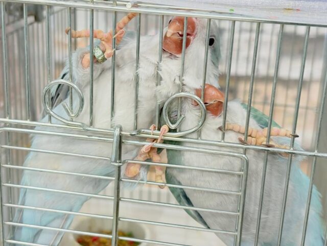 オキナインコ