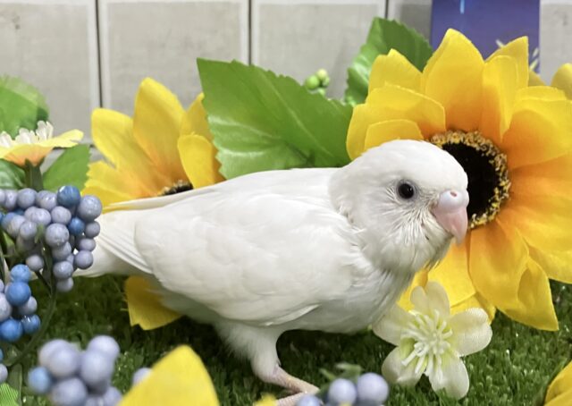 セキセイインコ