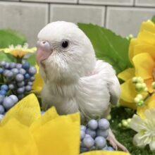 ﾋﾟｭｱﾋﾟｭｱお豆腐［- ‘　’ -］ほがらかに～♪.•*‎🤍 .セキセイインコ(ダブルファクター白/2025年6月生まれ)