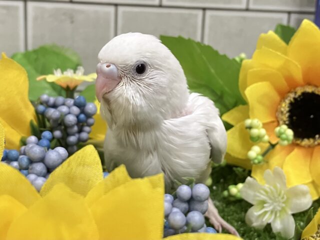 ﾋﾟｭｱﾋﾟｭｱお豆腐［- ‘　’ -］ほがらかに～♪.•*‎🤍 .セキセイインコ(ダブルファクター白/2025年6月生まれ)
