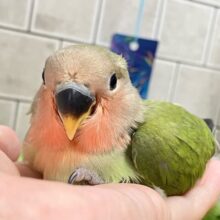 海風そよそよ🌀🌊スイカ畑🍉✧*｡コザクラインコ(2025年6月生まれ)
