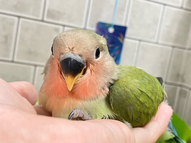 海風そよそよ🌀🌊スイカ畑🍉✧*｡コザクラインコ(2025年6月生まれ)