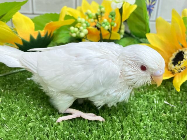 セキセイインコ