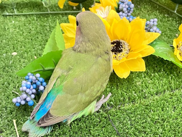 コザクラインコ（小桜インコ）