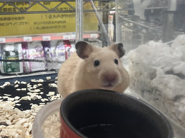 説明画像です