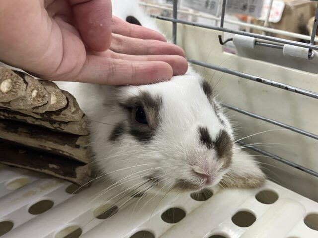 説明画像です
