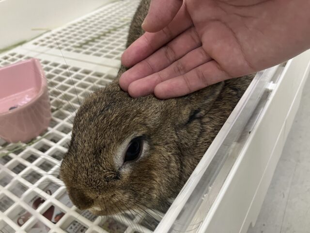 説明画像です
