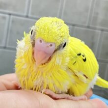 こころキュンキュン🕊️柚子ｯﾁｬﾝ❕💛✧*｡セキセイインコ(イエローハルクイン/2025年6月生まれ)