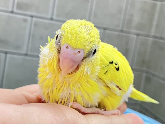 こころキュンキュン🕊️柚子ｯﾁｬﾝ❕💛✧*｡セキセイインコ(イエローハルクイン/2025年6月生まれ)