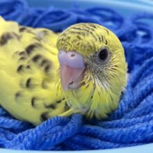かがやけ✨常夏レモネード❕🥤🍋 *゜セキセイインコ(イエローハルクイン/2025年6月生まれ)
