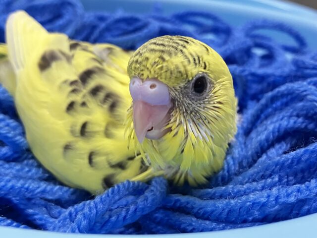 かがやけ✨常夏レモネード❕🥤🍋 *゜セキセイインコ(イエローハルクイン/2025年6月生まれ)