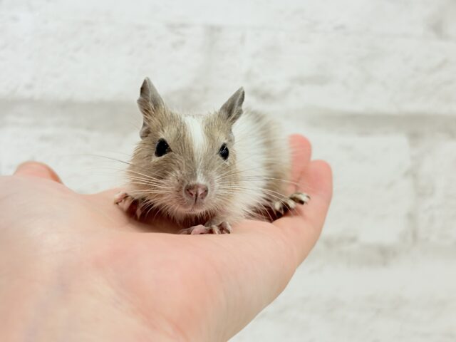 デグー