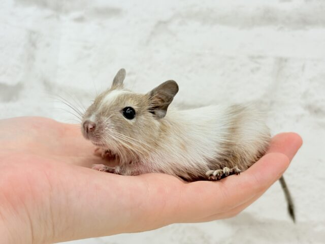 デグー