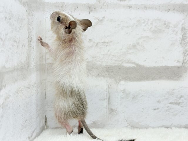 デグー