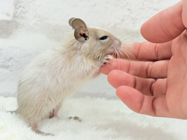 デグー