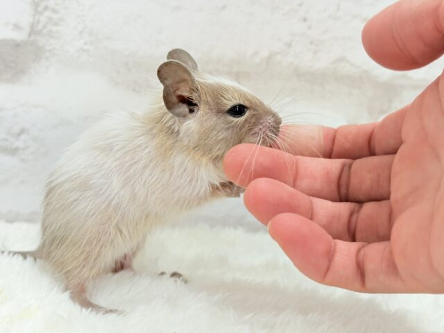 デグー