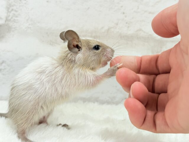 デグー