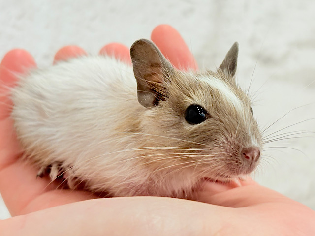 超絶可愛いベビ顔ちゃん🐭💖デグー(パイド) 男の子