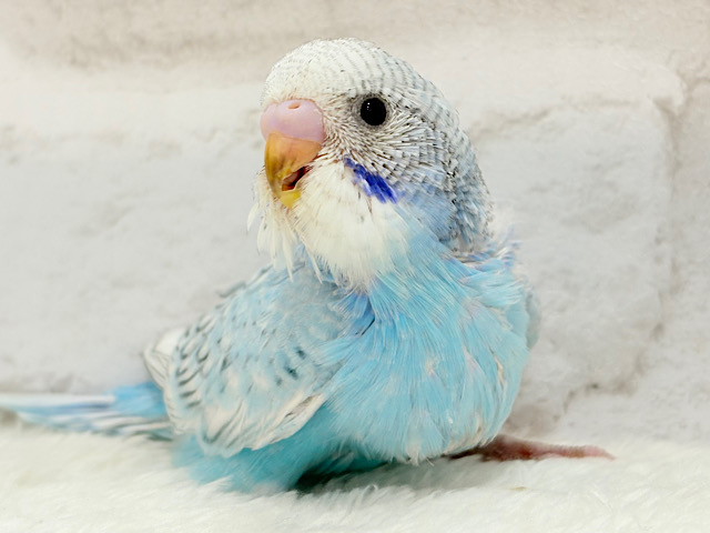 【最新画像更新🪄】天体観測よりも、みりょくかもっ　スポット数え～　セキセイインコ　スパングル～～