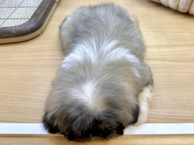 ペキニーズ