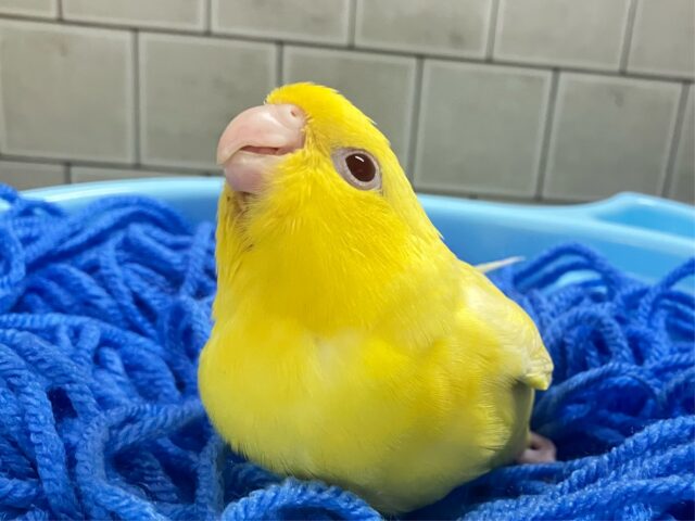 サザナミインコ