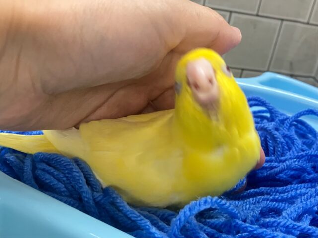 サザナミインコ