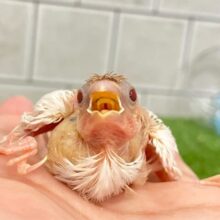 純白…ﾉﾝﾉﾝ🧸⋆*ココアをちょい被り🤭☕️‪十姉妹(シロ/2025年6月生まれ)