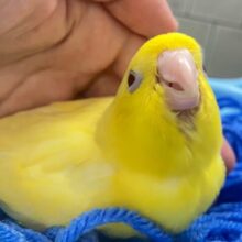 黄色い歓声💛✧*｡ピエポオムレツ完成🥚🌟サザナミインコ(ルチノー/2025年6月生まれ)